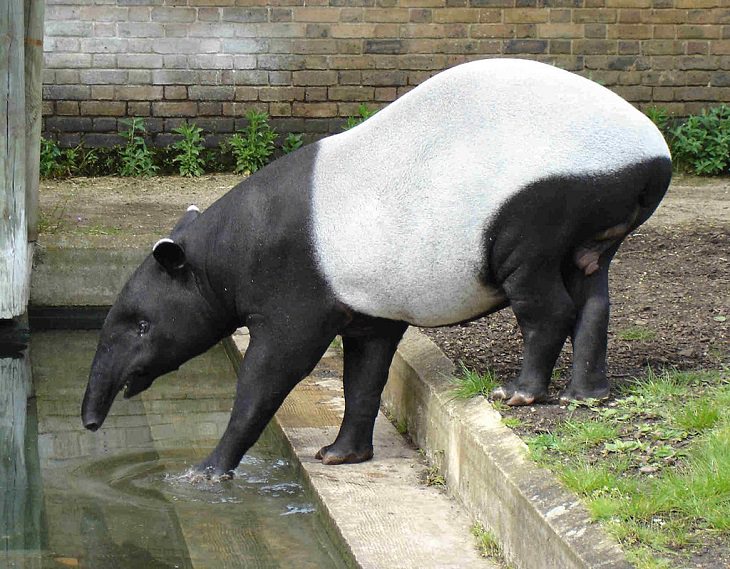 Beautiful Animal species that are only black and white, The Malayan Tapir