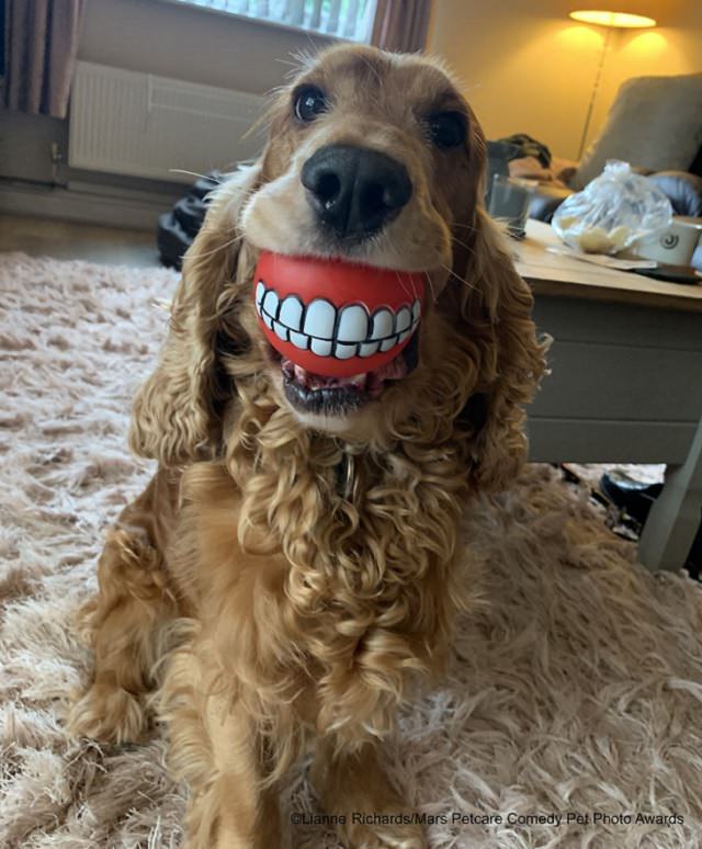 Best and funniest finalists from the Mars Petcare Comedy Pet Photo Awards, 2020, 'Buddy's New Teeth!' By Lianne Richards