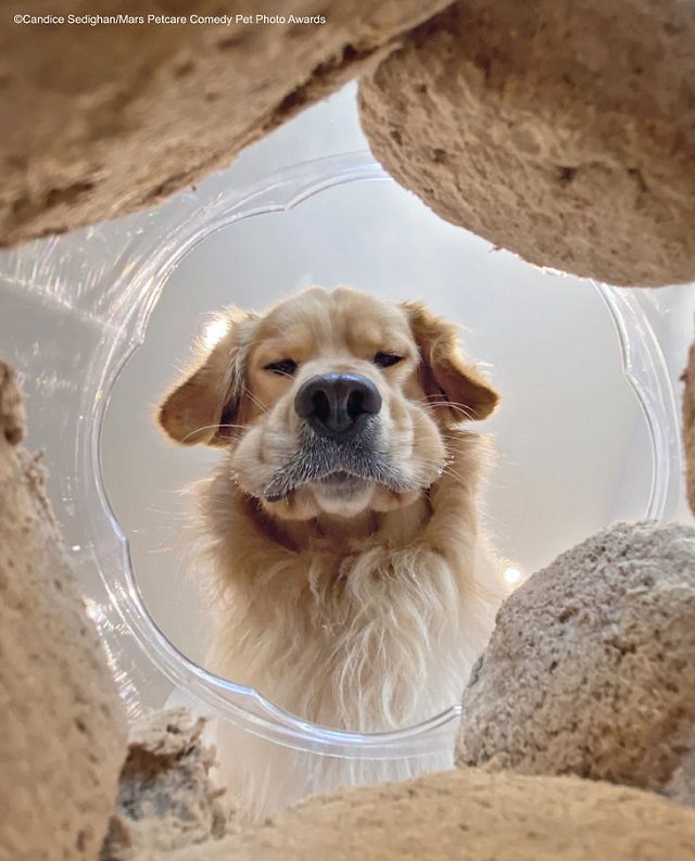 Best and funniest finalists from the Mars Petcare Comedy Pet Photo Awards, 2020, 'That Moment You Realise You've Gone Through Half A Jar Of Snacks' By Candice Sedighan