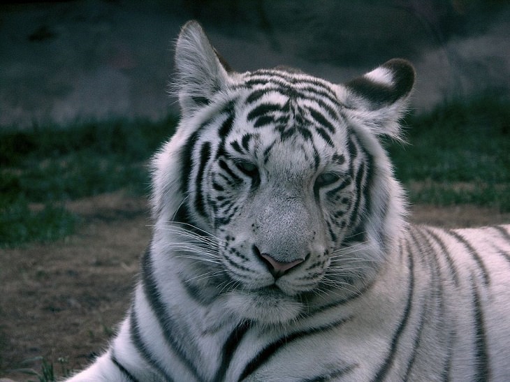 Beautiful Animal species that are only black and white, The White Tiger