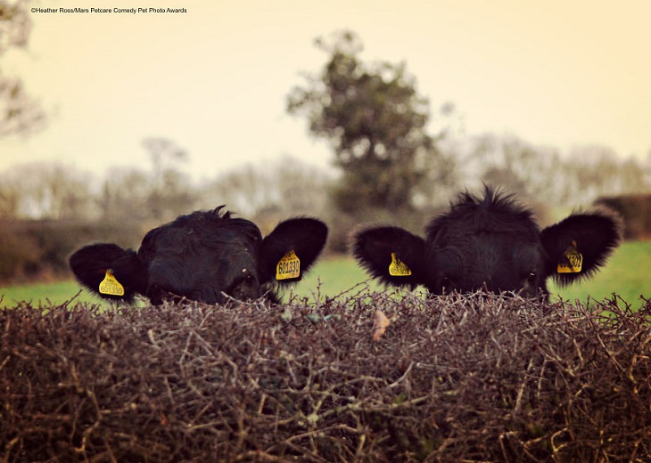 Best and funniest finalists from the Mars Petcare Comedy Pet Photo Awards, 2020, 'Covert Cows' By Heather Ross