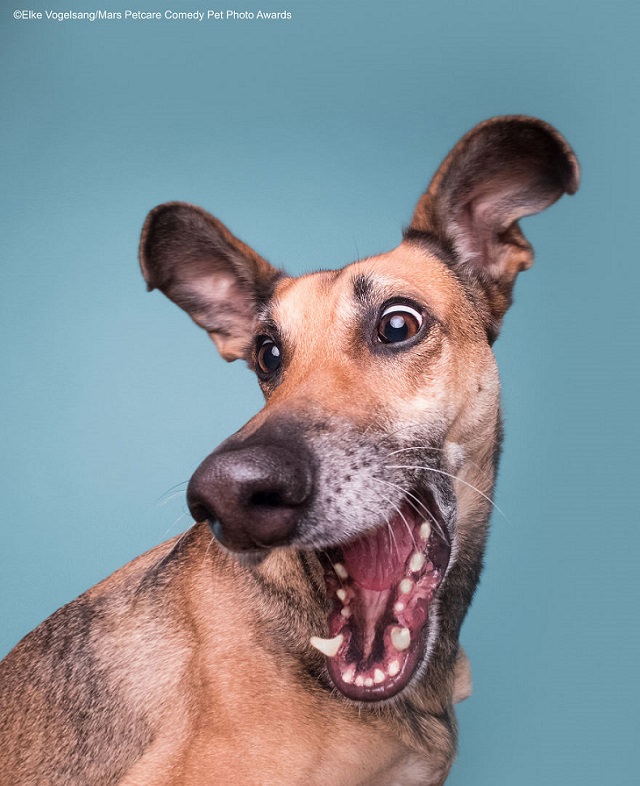 Best and funniest finalists from the Mars Petcare Comedy Pet Photo Awards, 2020, 'Squirrelll!!!' By Elke Vogelsang