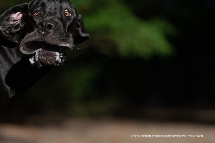 Best and funniest finalists from the Mars Petcare Comedy Pet Photo Awards, 2020, 'Shocked Mastiff' By Annett Mirsberger