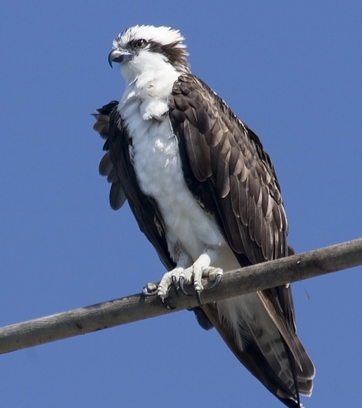 Beautiful Animal species that are only black and white, The Osprey, also known as the Sea Hawk
