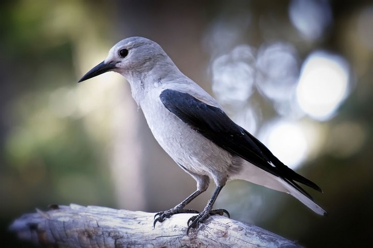 Beautiful Animal species that are only black and white, Clark’s Nutcracker