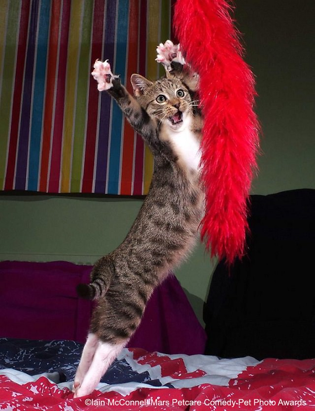 Best and funniest finalists from the Mars Petcare Comedy Pet Photo Awards, 2020, 'The Dancing Kitten' By Iain Mcconnell