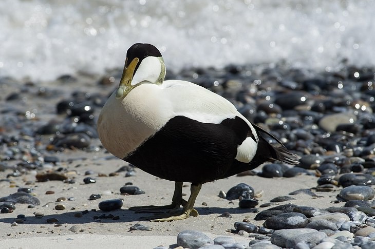 Beautiful Animal species that are only black and white, The Common Eider
