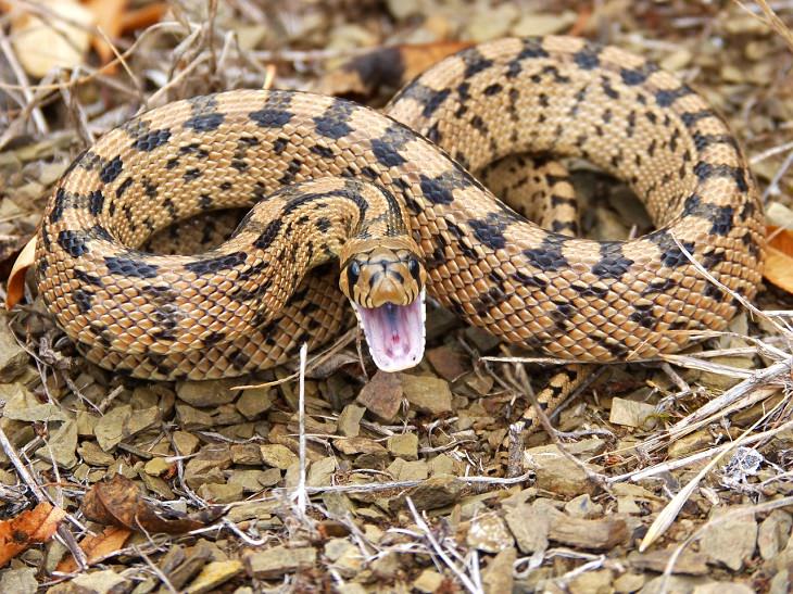 Statistics on dangerous and fatal accidents, attacks and incidents and tips and tricks for survival, when bitten by a venomous snake