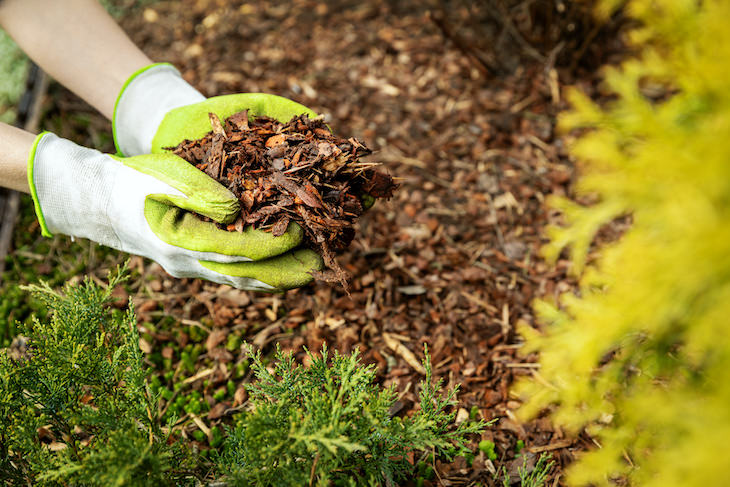 Gardening myths debunked, wood chips mulch