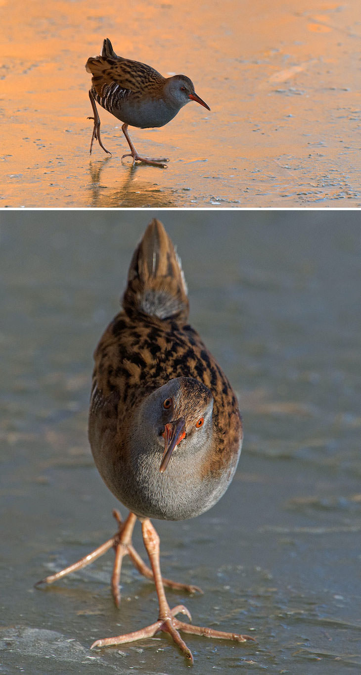 Funny Frontal Portraits of Stunning Birds, water rail