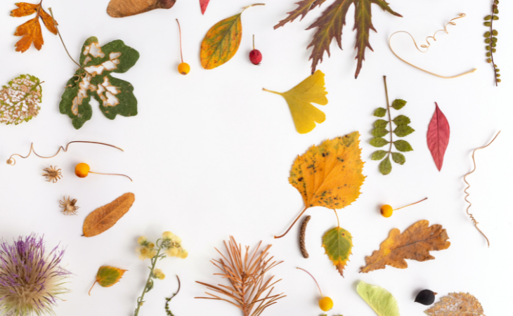 Leaf garland on window 