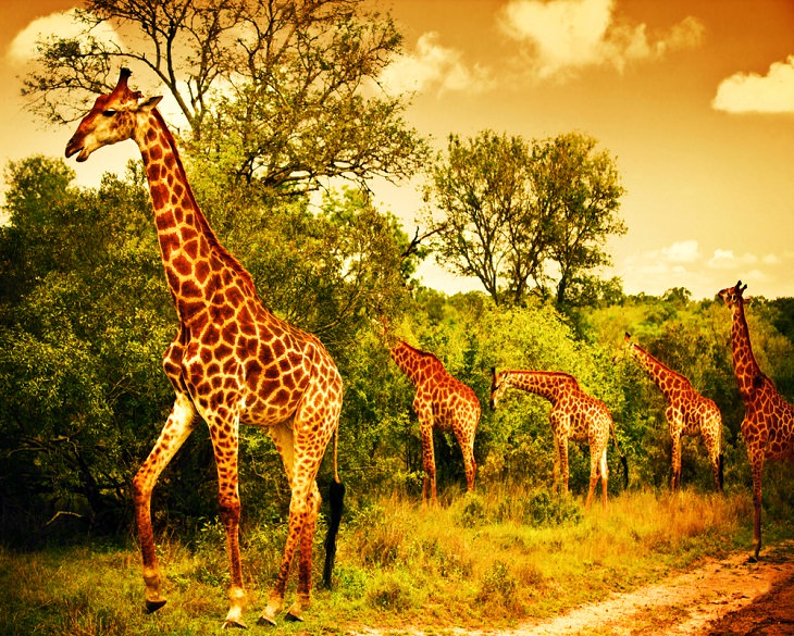 herd of giraffes