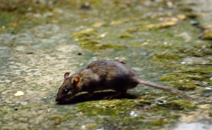 Evita Que Los Roedores Suban Al Inodoro Rata corriendo por el jardín