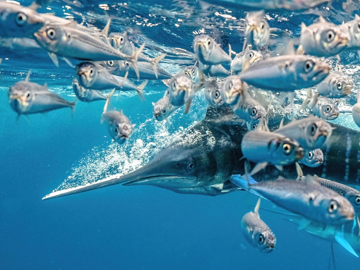 2021 Underwater Photographer of the Year "A striped marlin in a high speed hunt in Mexico" by Karim Iliya
