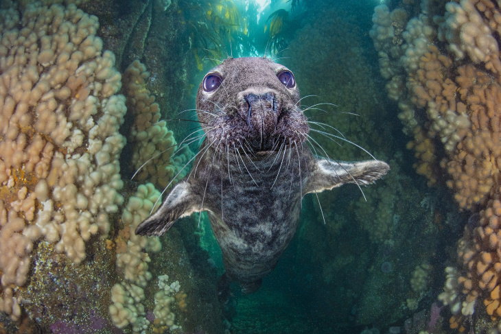 2021 Underwater Photographer of the Year ​"Grey seal gully" by Kirsty Andrews