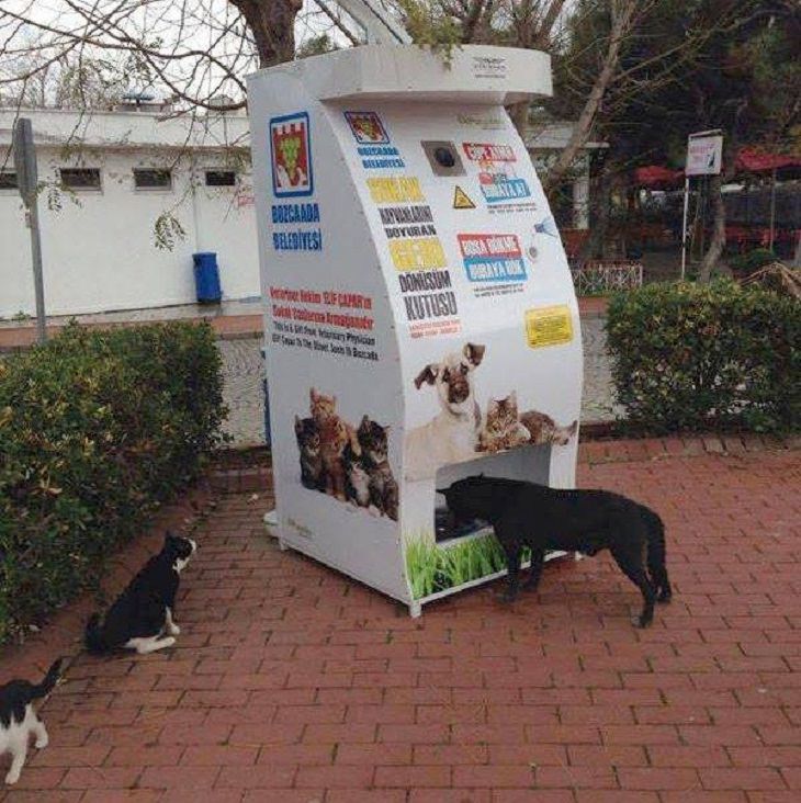Istanbul, smart feeders for street dogs and cats