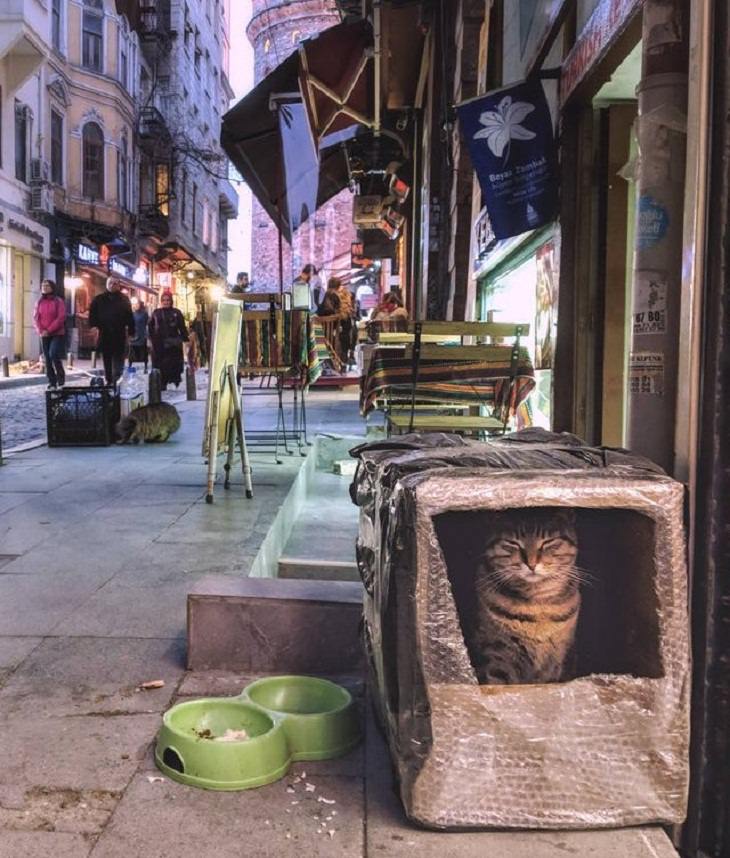 homeless cats These Photos Show What a Unique Place Istanbul Is!