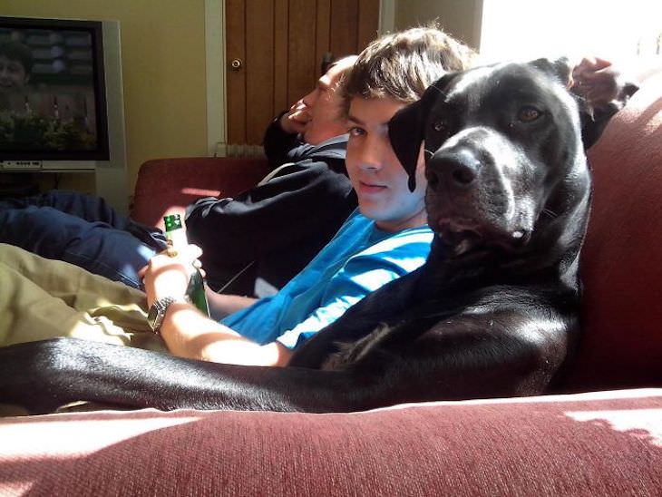 Pets Acting Like Humans dog on couch