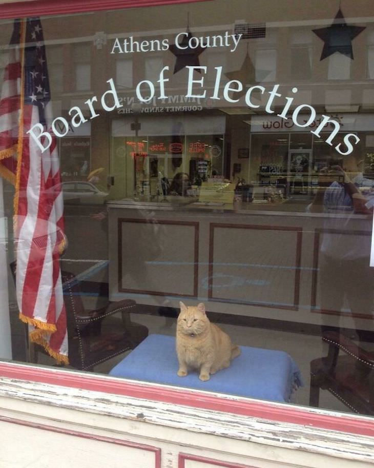 Cute Cats Who Have Day Jobs board of elections