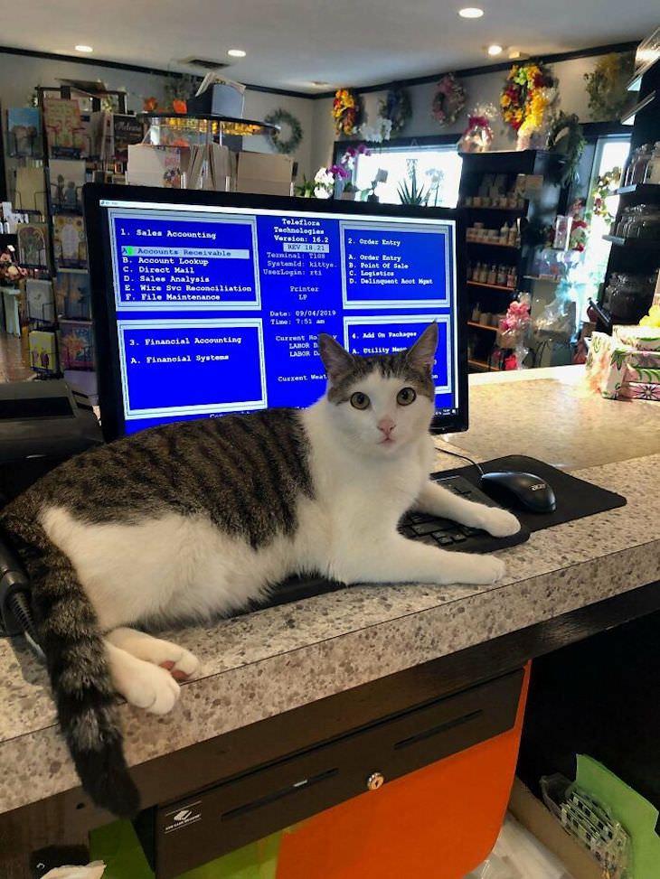 Cute Cats Who Have Day Jobs flower shop