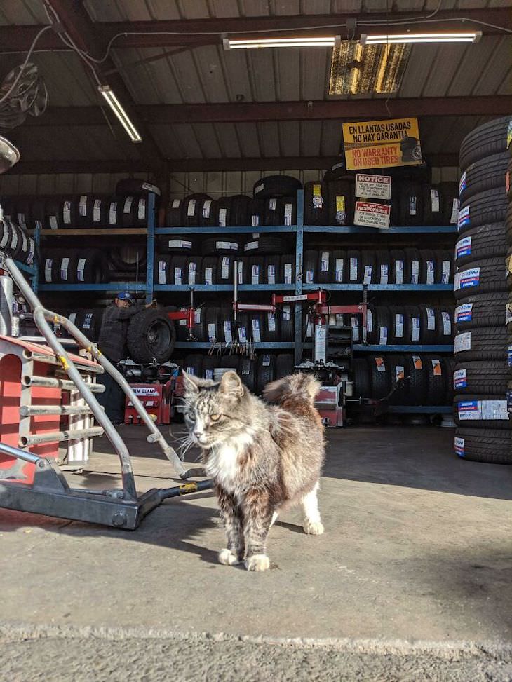 Cute Cats Who Have Day Jobs shop manager