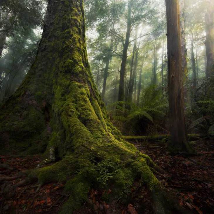 Extraordinary and Poignant Images 2500-year-old Australian Antarctic Beech tree