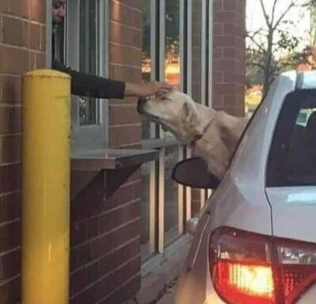 Animal Photos dog cuddled from car