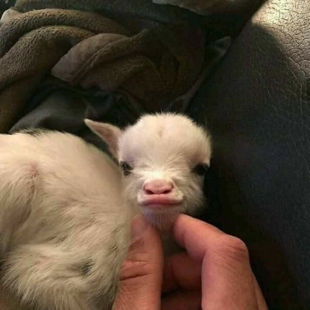Animal Photos baby goat