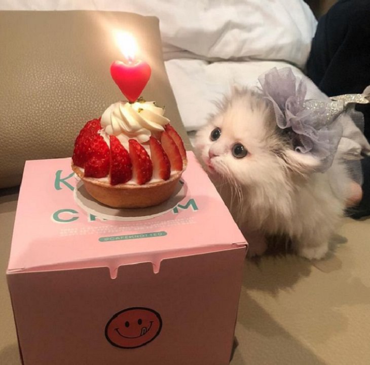 Cute & Cuddly Animals, kitten, birthday