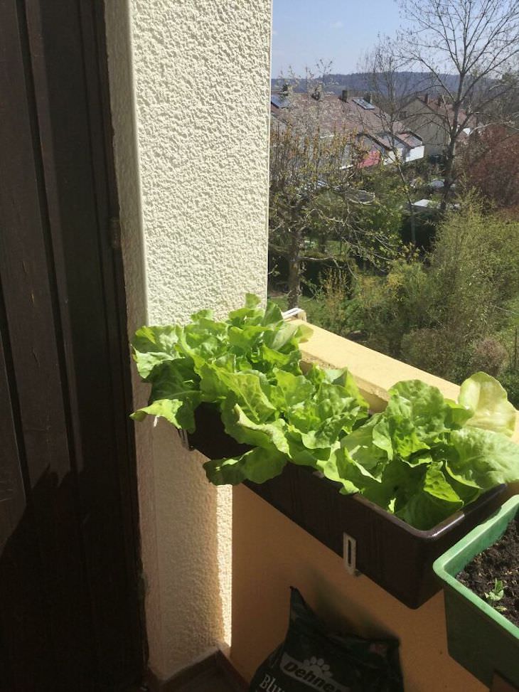 Creative Gardening Ideas and Tricks lettuce in planter boxes