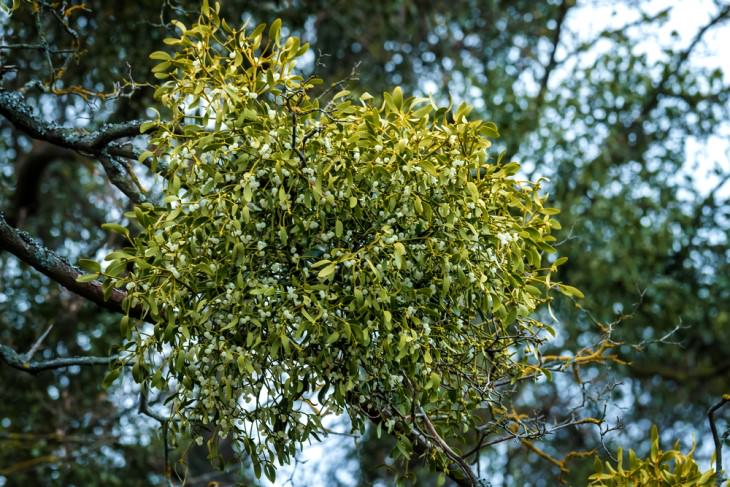 9 Houseplants That Can Be Toxic For Pets and Kids mistletoe