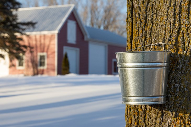 Honey vs. Maple Syrup, making process, maple