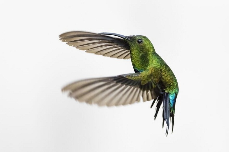 Guadeloupe hummingbird