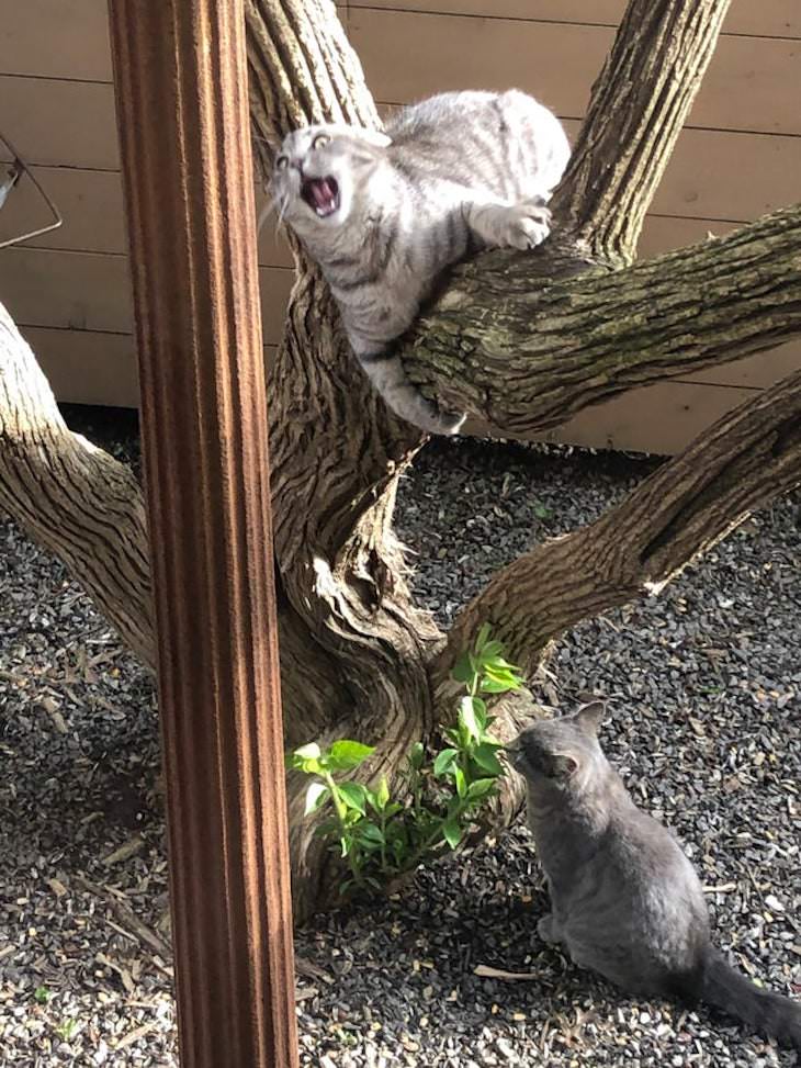 Pets Acting Over Dramatic falling form tree
