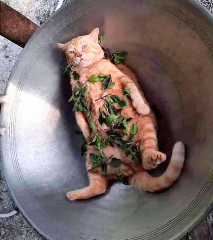 Fotos De Gatos Con Comportamientos Extraños Gato en una tina