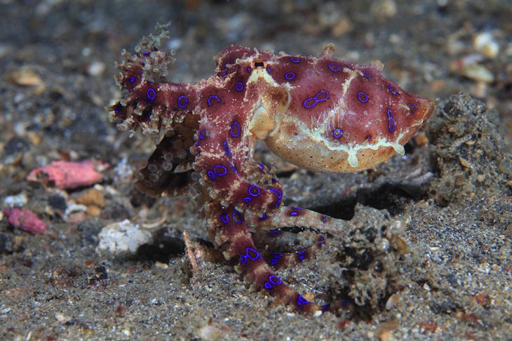 Deadly Animals Found in Australia,  Blue-Ringed Octopus