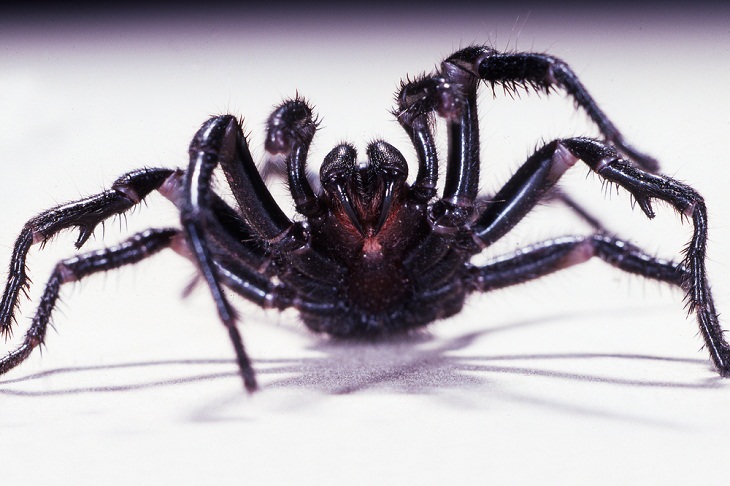 Deadly Animals Found in Australia, Sydney Funnel Web Spider