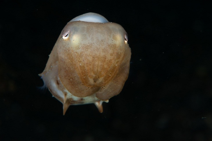 Deadly Animals Found in Australia, Grimpoteuthis