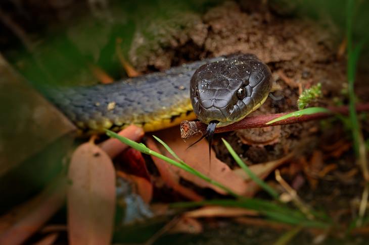 Deadly Animals Found in Australia, Eastern Brown Snake