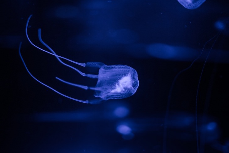 Deadly Animals Found in Australia, Box Jellyfish