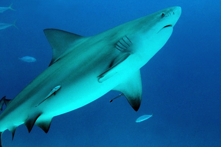 Deadly Animals Found in Australia, Bull Shark 