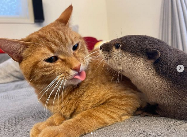 Unusual Animal Friendships, cat and otter