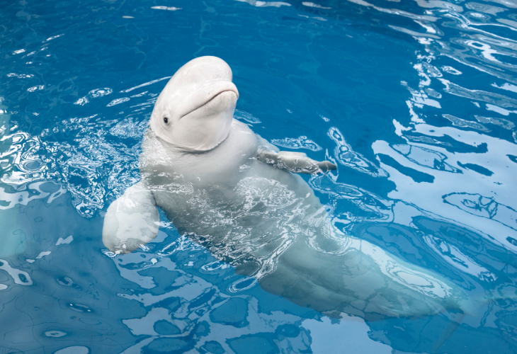 Datos sobre las belugas, pueden nadar para atrás