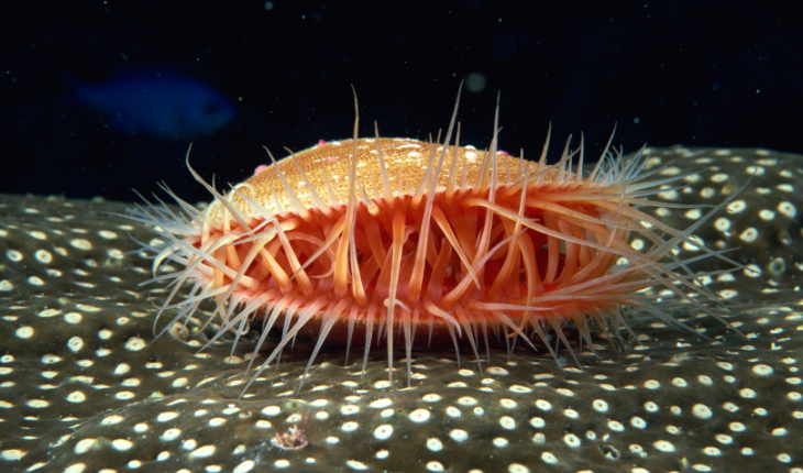 clam with spikes