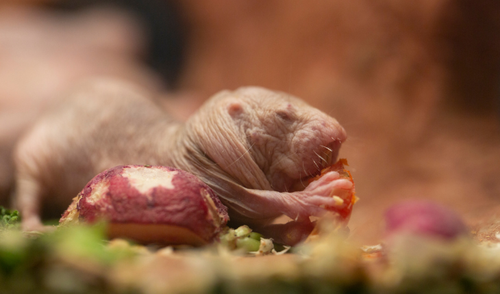 naked mole rats