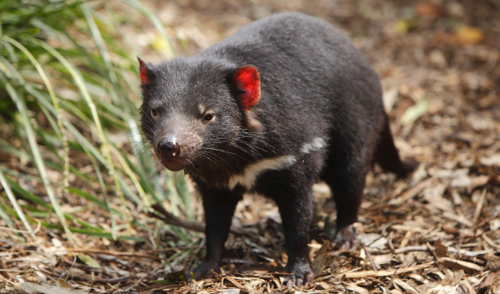 Tasmanian devil