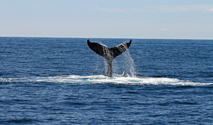 whale  tail in sea