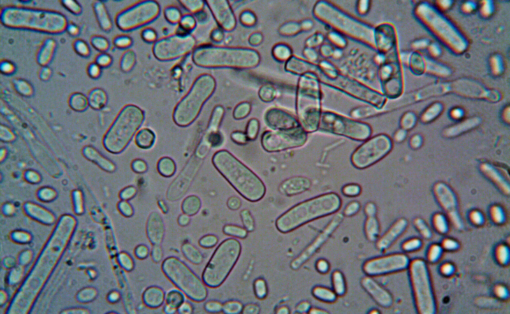 Molecula Contra Las Bacterias Resistentes, bacteria vista desde un microscopio