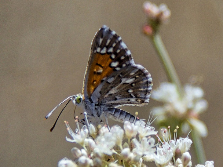 Lange's Metalmark