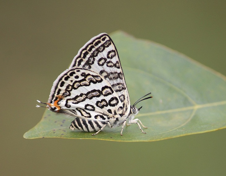 Lilac Silverline